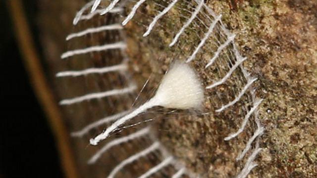 Can You Identify A Mystery Cocoon That Has The Whole Internet Stumped?