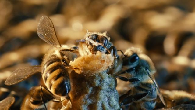 Watch A Queen Bee Mate With A Drone In Mid-Flight