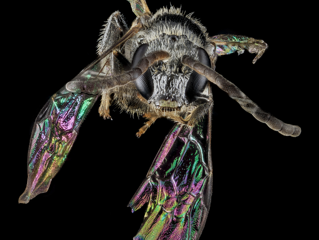 11 Glittering Insects From The US Geological Survey’s Bug Collection