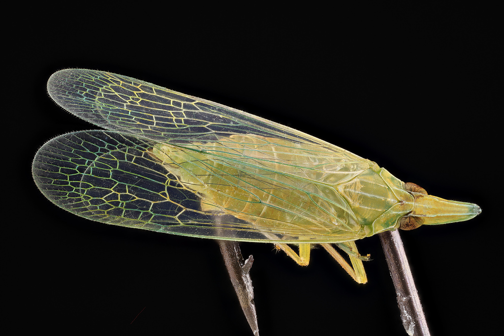 11 Glittering Insects From The US Geological Survey’s Bug Collection