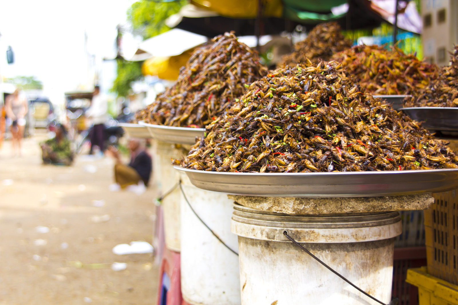 Why, How And Where You Should Start Eating Bugs