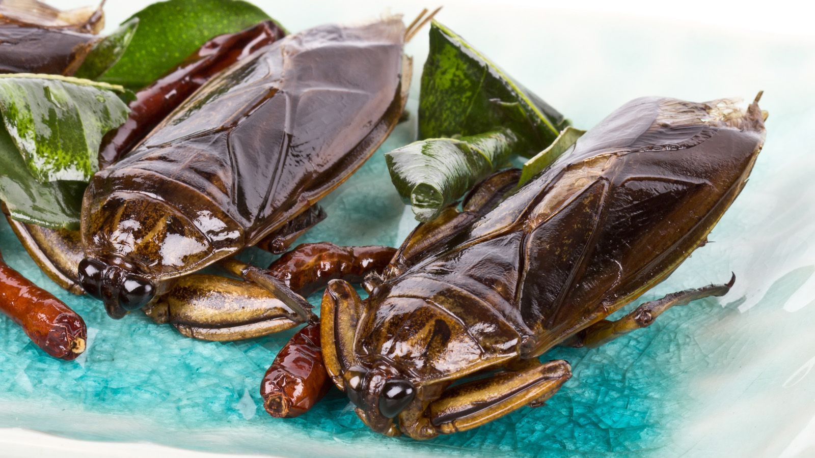Why, How And Where You Should Start Eating Bugs