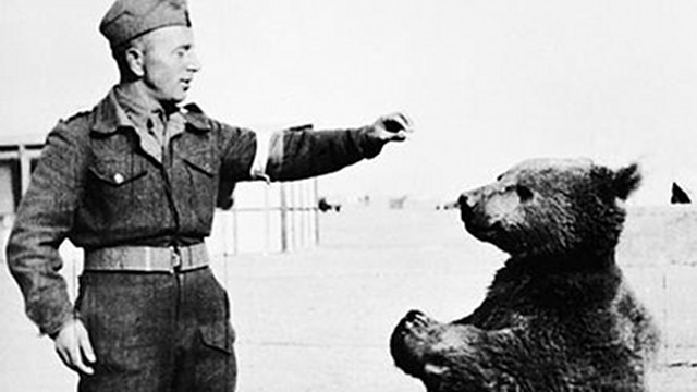 This Bear Was An Official Member Of Poland’s WWII Army