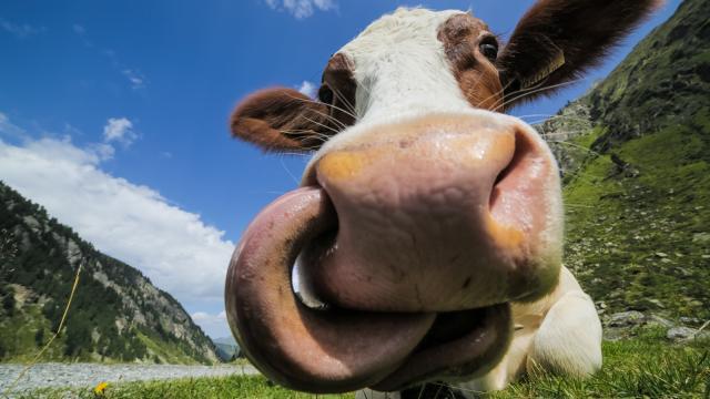 How This Human-Cow Hybrids Are Helping Modern Medicine