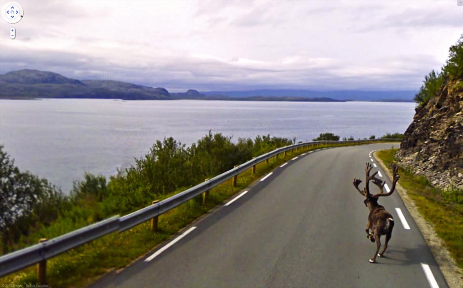Meet The Wildlife Inadvertently Captured By Google’s Street View Cameras