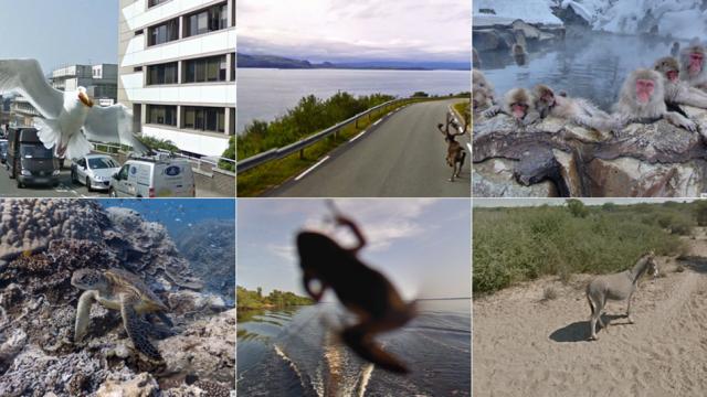 Meet The Wildlife Inadvertently Captured By Google’s Street View Cameras