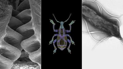 5 Creatures That Have Evolved Into Badass Biological Machines