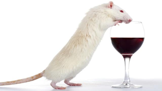 Scientists Get Mice Drunk To Explain Why Binge Drinking Breaks Bones