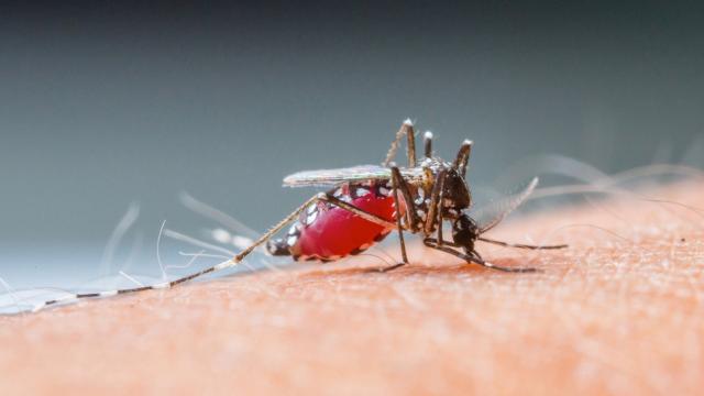 A Working Malaria Vaccine Could Be Used In Developing Countries By 2015