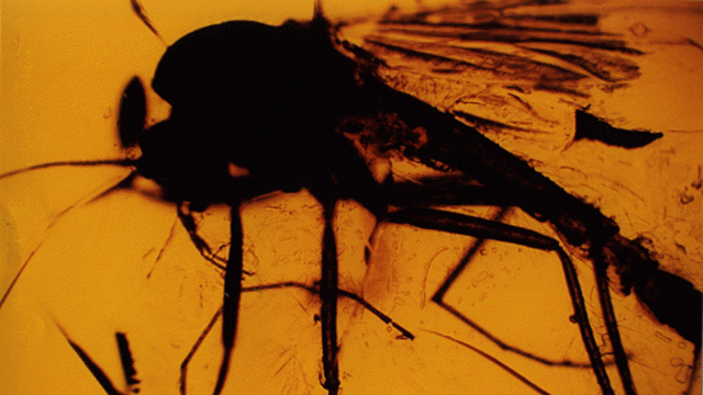 First Blood-Filled Mosquito Fossil Makes Jurassic Park Feel More Real