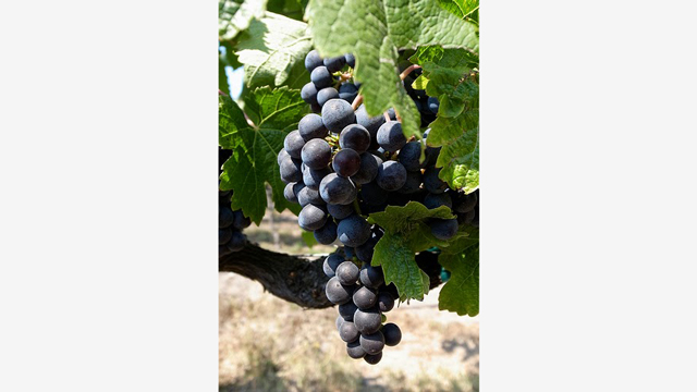 Happy Hour: Why Genetically Engineered Grapes Would Make Great Wine
