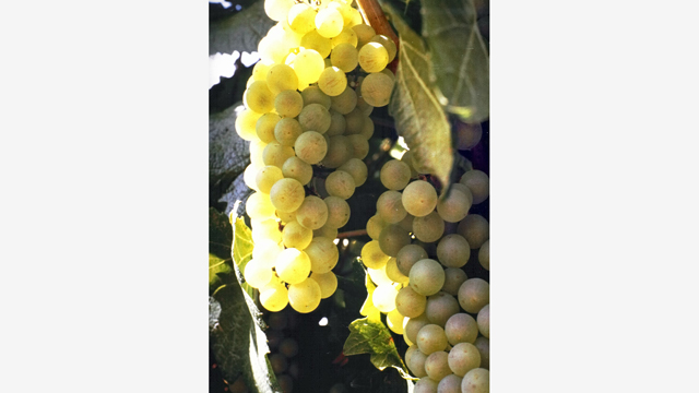 Happy Hour: Why Genetically Engineered Grapes Would Make Great Wine