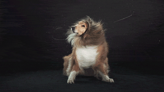 Dogs Shaking In Super Slow Motion Will Fix Any Bad Day