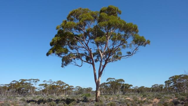 Scientists Discover Gold Literally Growing On Trees In Australia
