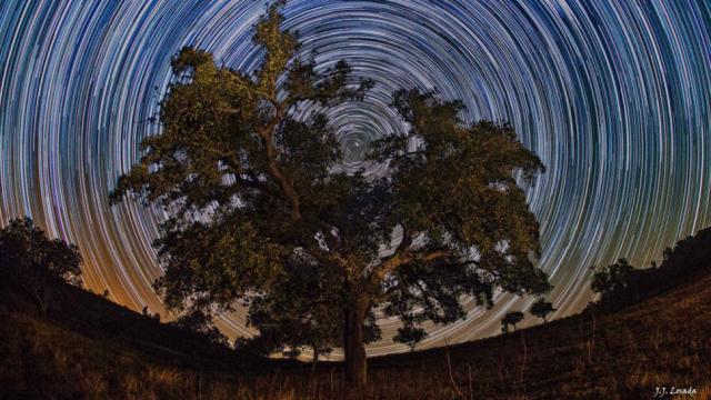 It Looks Like You Could Climb This Celestial Tree To Space