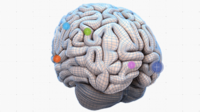 Explore Your Lobes And Cortices With This Interactive Australian-Made Brain Map