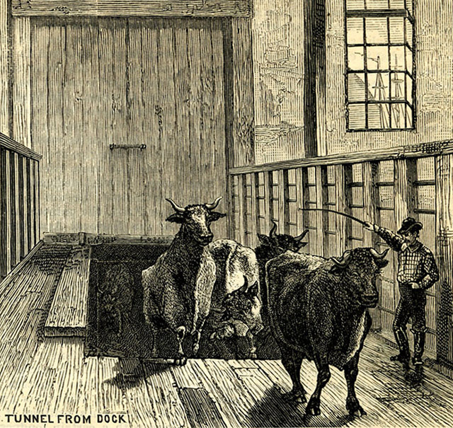 The Lost Cow Tunnels Of New York City