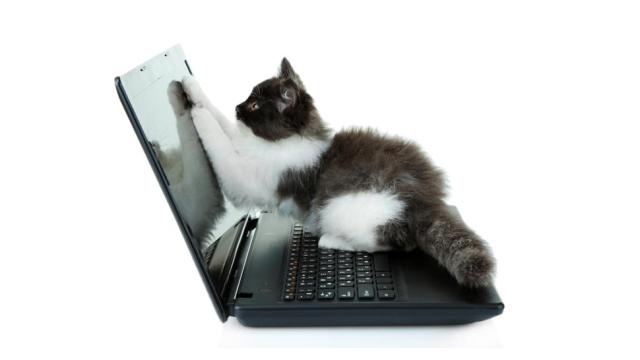 8 Questions About Dell’s Cat Urine Recall