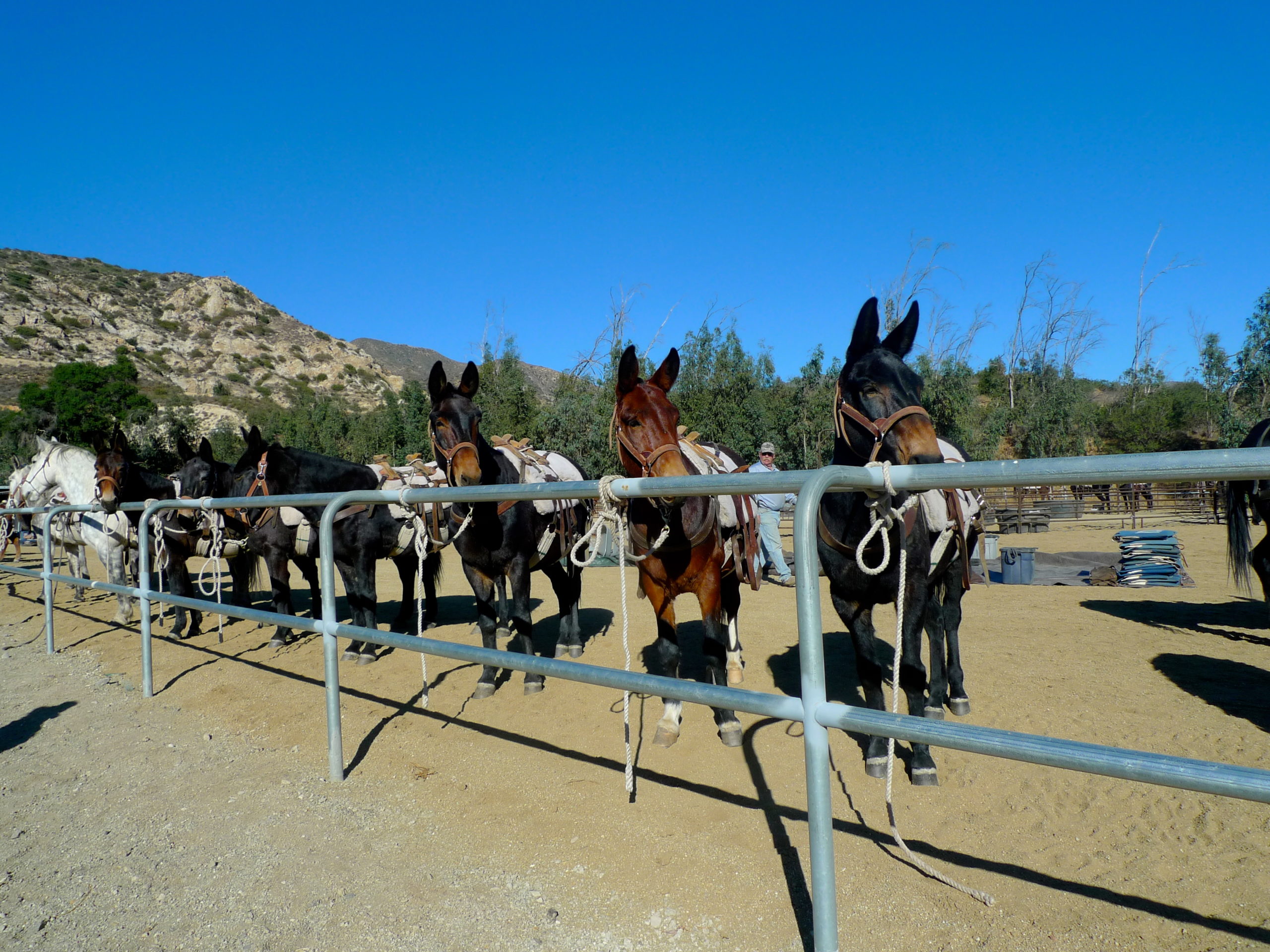 The Los Angeles Aqueduct Turns 100, Or The Mules That Built LA