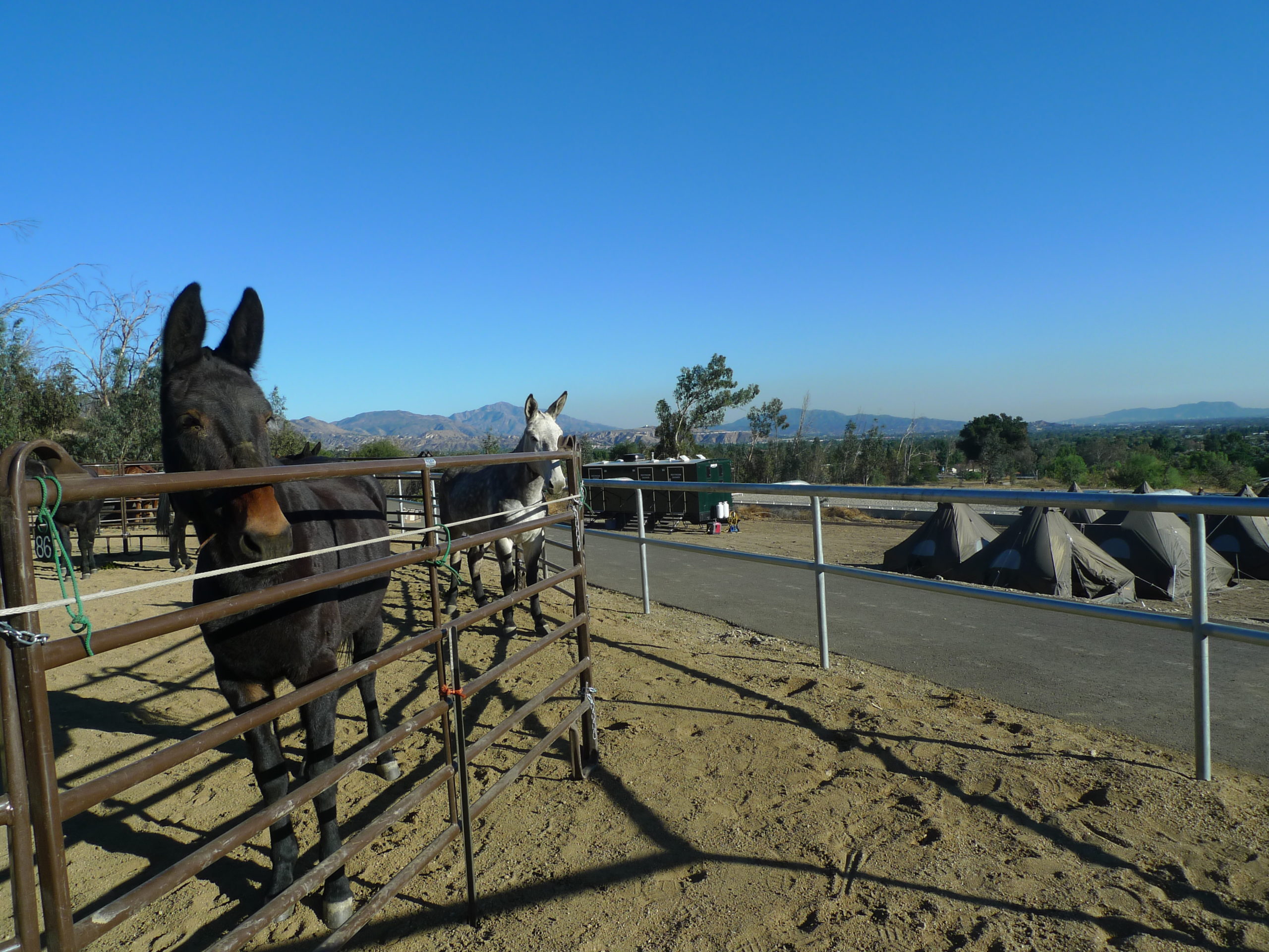 The Los Angeles Aqueduct Turns 100, Or The Mules That Built LA