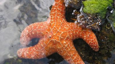 An Unknown Disease Is Turning Starfish Into Goop