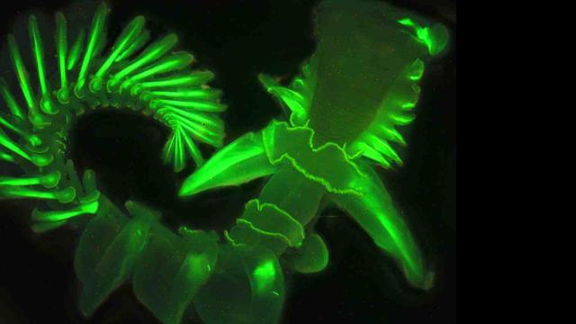 A Little Vitamin B Is All That Makes This Worm Glow Bright Green