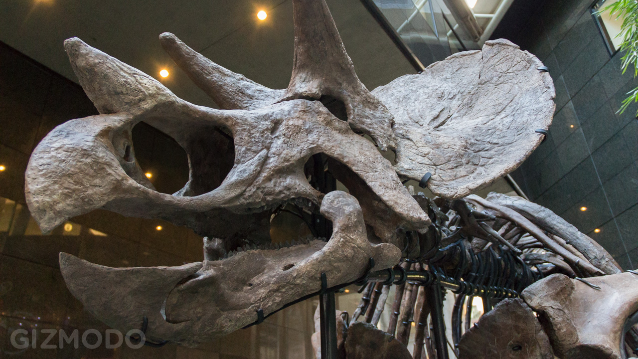 Ancient Bones And Millionaires: Dinosaurs For Sale