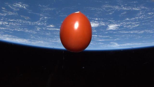 Yes, This Is A Fresh Tomato Orbiting In Space At 4.8 Miles Per Second
