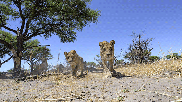 Camera Buggy Takes The Cutest Photos Of Lion Cubs I’ve Ever Seen