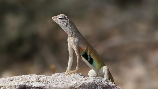 This New Polymer Regenerates Large Parts Of Itself, Like Lizards Do