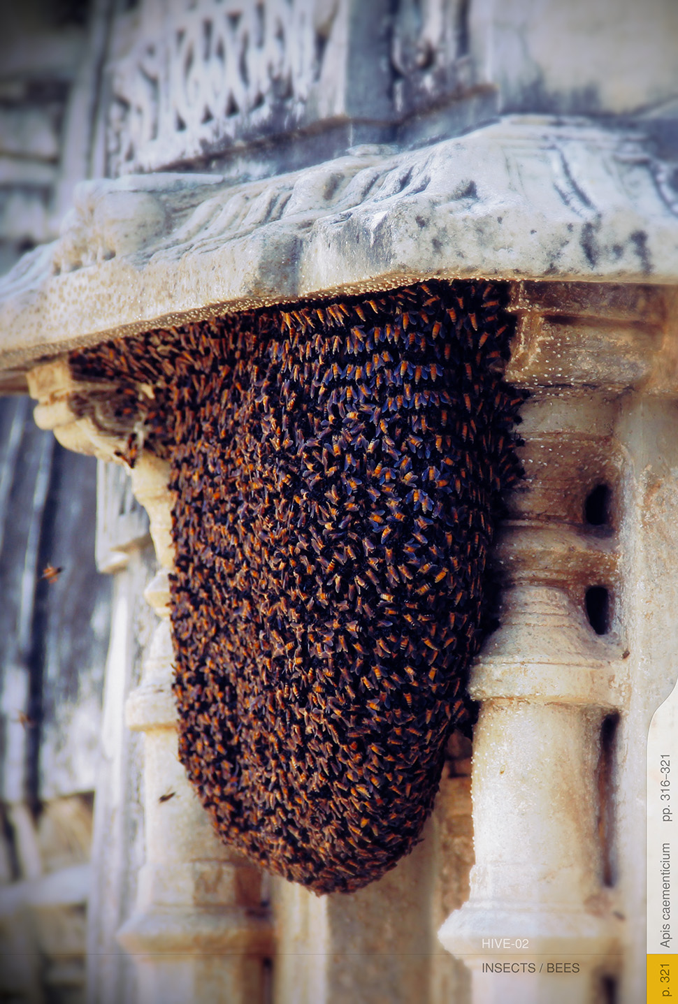 Concrete-Printing Bees And Other Living 3D Printers