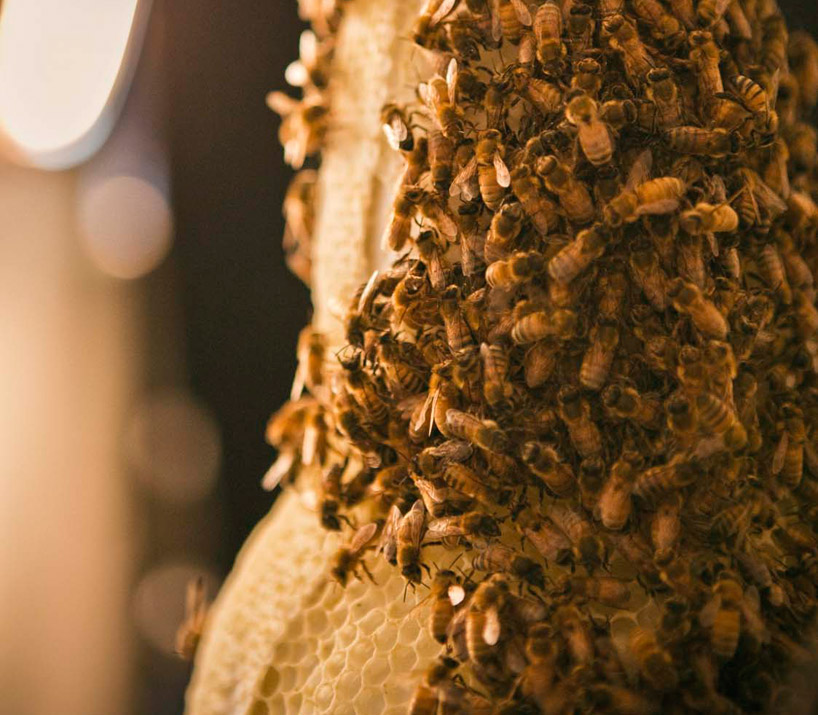 Concrete-Printing Bees And Other Living 3D Printers