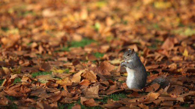 The Fascinating Story Of Why US Parks Are Full Of Squirrels