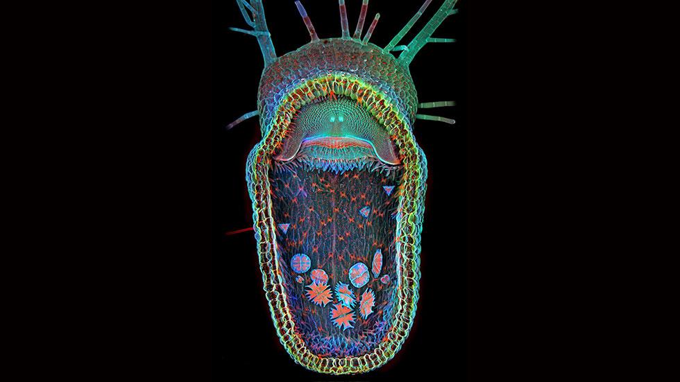 Behold The Monstrous Beauty Of This Year’s Coolest Microscopic Images