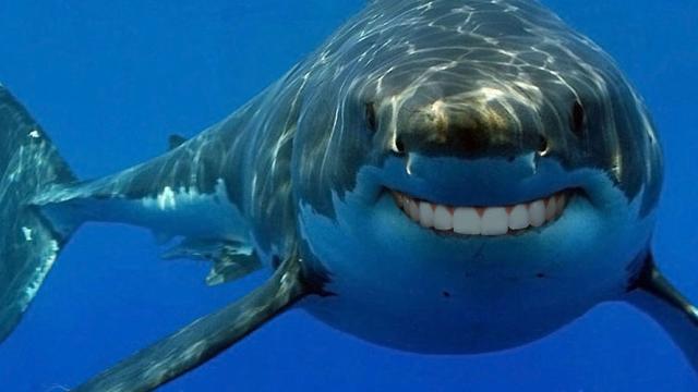 New Research: Great White Sharks Are Surprisingly Similar To Humans