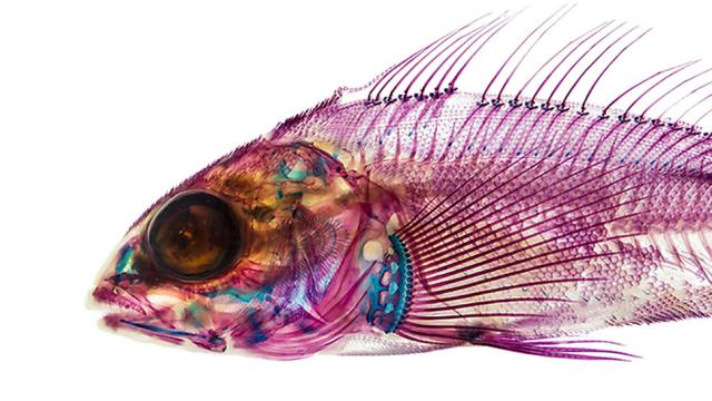 Check Out These Pigmented Fish, Like Creatures Made From Neon Lights