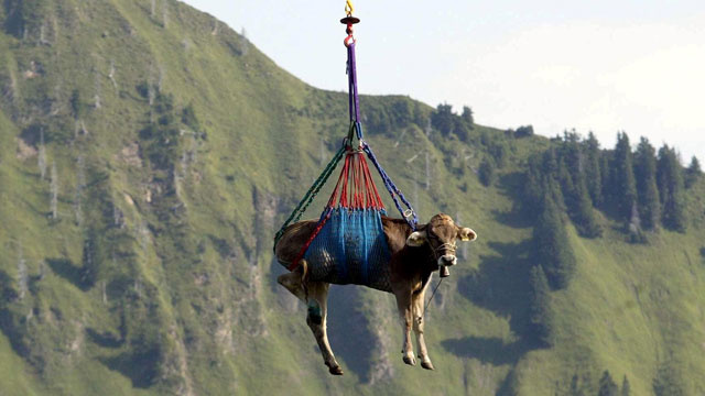 Why The Swiss Evacuate Their Cows By Helicopter