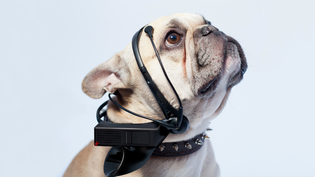 Your Dog Could Talk Back With This Mind-Reading Headset