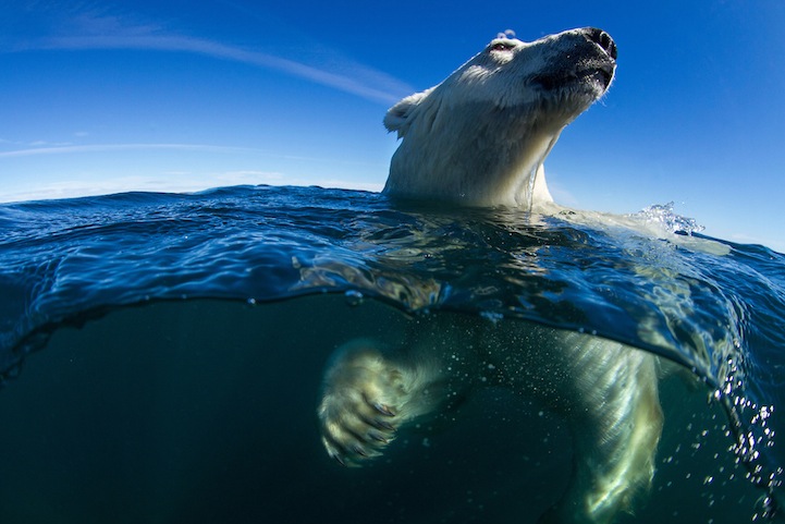 The Best Nature Photo Of The Year Is This Badass Polar Bear