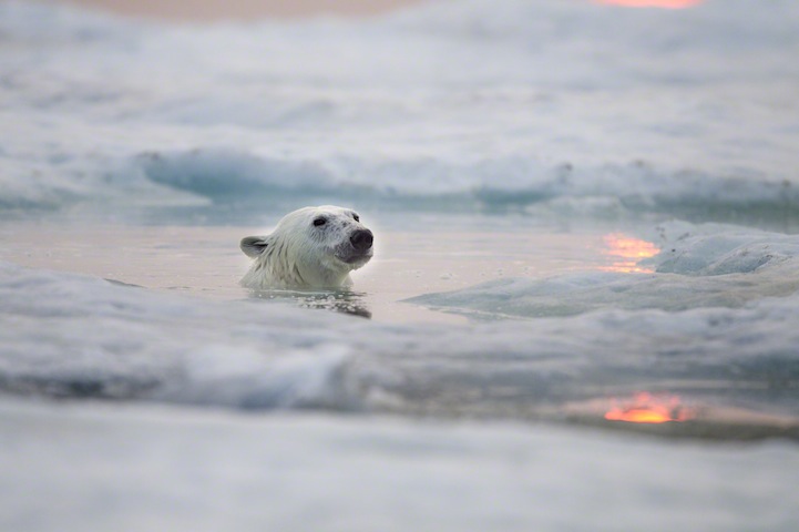 The Best Nature Photo Of The Year Is This Badass Polar Bear