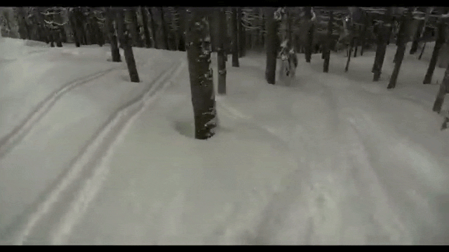 Watch A Skier Zoom Through A Forest Of Trees At Unreal Speeds