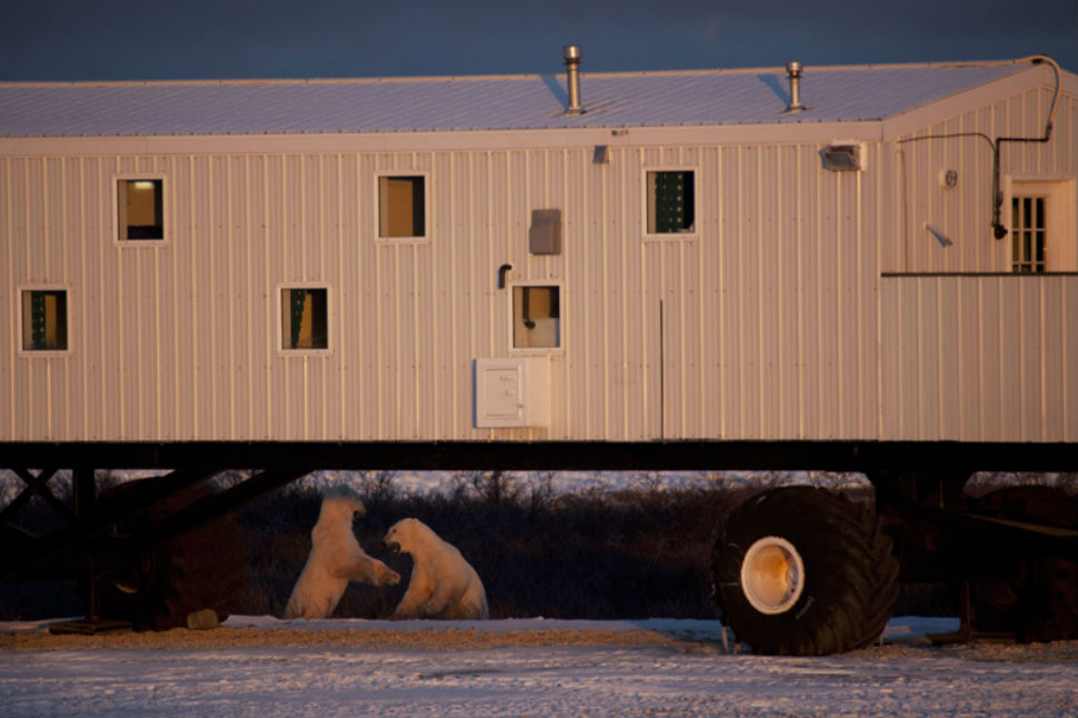 Is This A Rolling Hotel Or A Polar Bear Buffet?