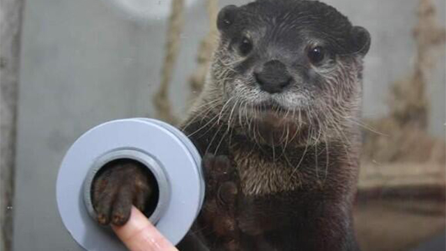In This Aquarium You Can Shake Hands With Otters