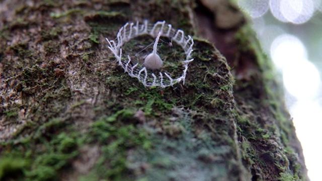 Scientists Finally Solve The Mystery Of These Rainforest Structures