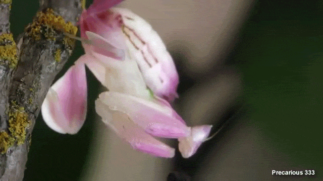This Pretty Pink Flower Is Actually A Mantis That Strangles Bugs