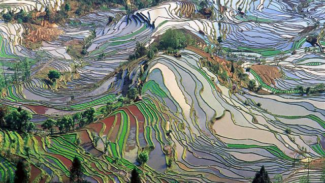 This Gorgeous Stained Glass Landscape Is Actually A Rice Field