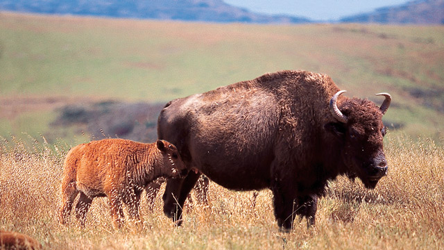 Bison, Hollywood, Glycoprotein And… Birth Control