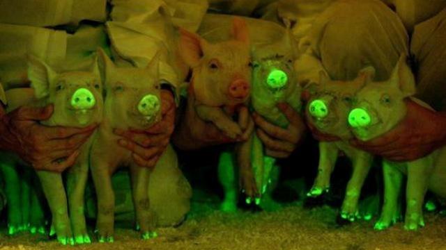 These Pigs Glow-In-The-Dark To Save Lives