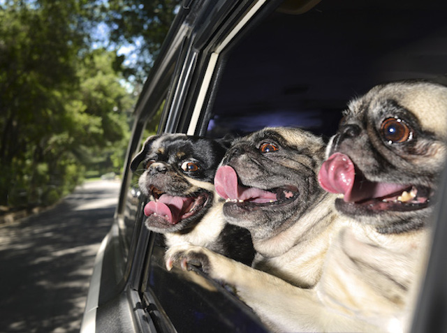 Happiness Is Seeing Happy Dogs Happily Stick Their Heads Out Of Cars
