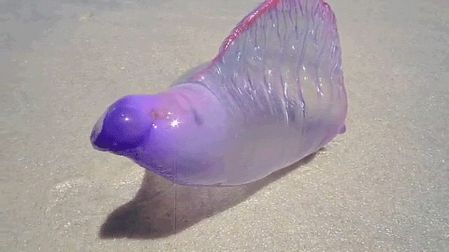 This Clear Purple Sea Creature Is Proof The Ocean Is Where Aliens Hide
